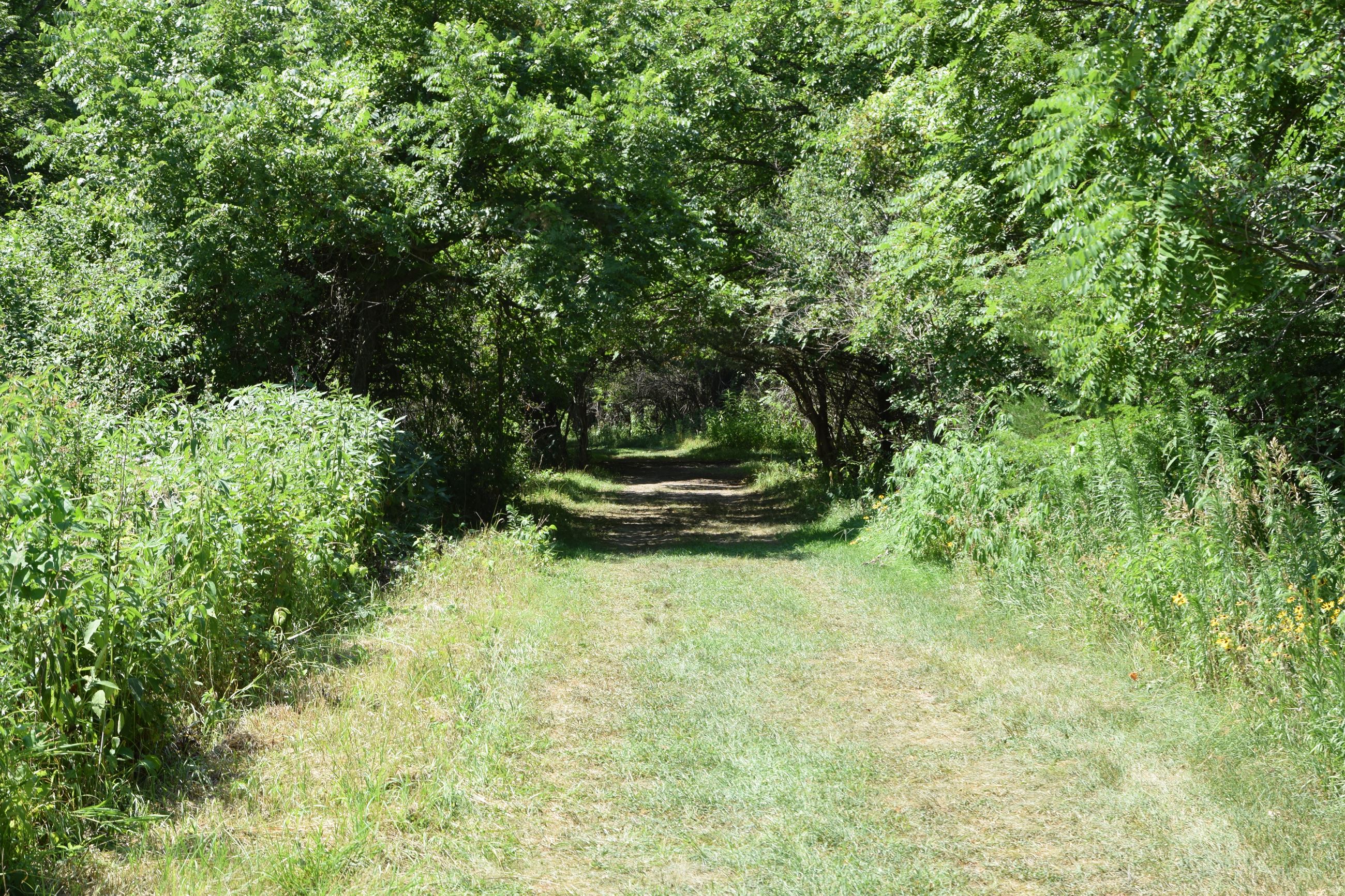 Mowed grass trail into woods
