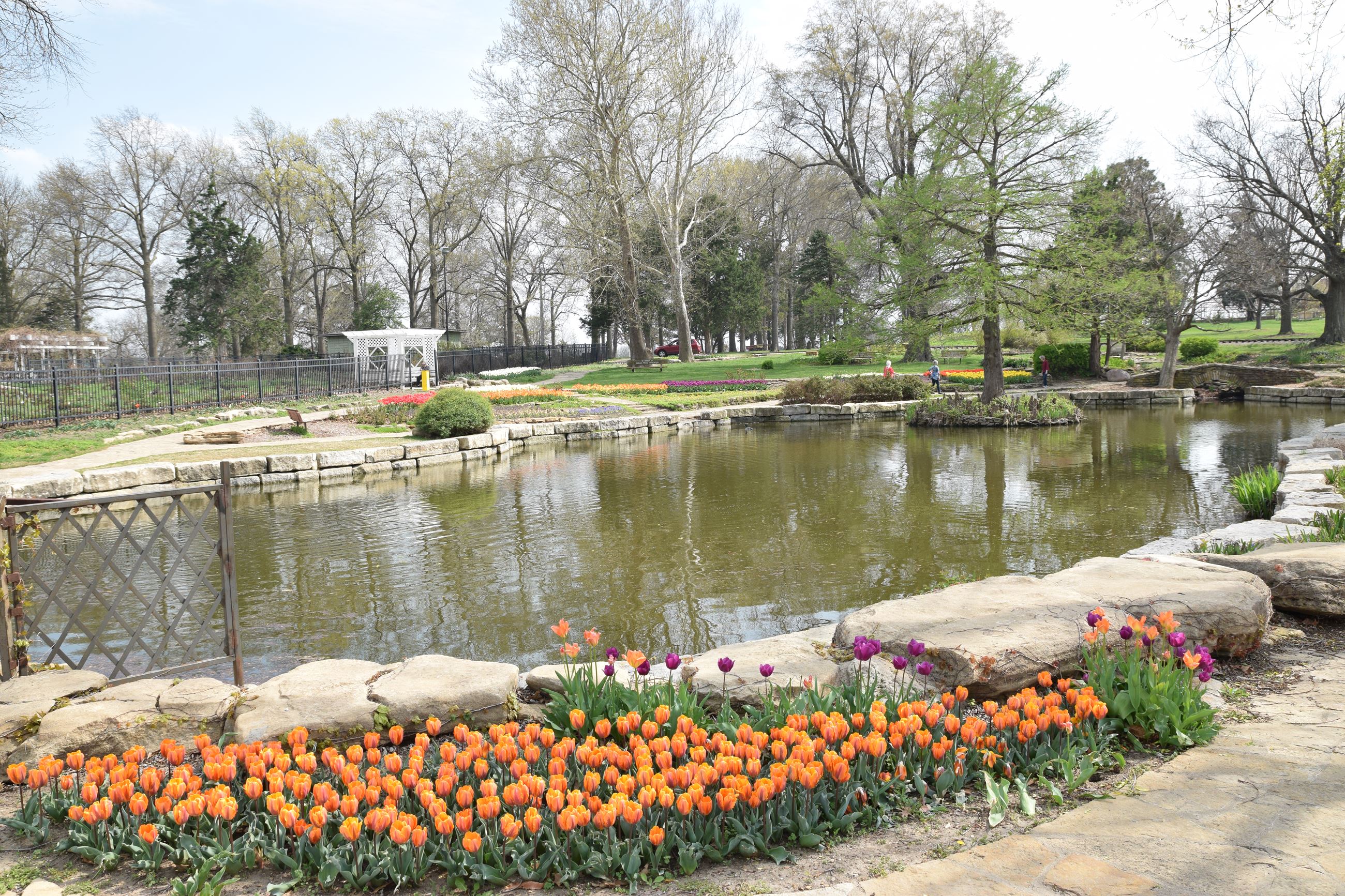 Doran Rock Garden looking east with tulips in foreground